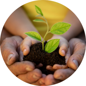 child and adult hands holding sprouting seedling and soil